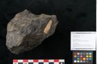 Foto (Objekt + Etikett) von Coniferae indet.  (NHMW-GEO-2024-0188-10319)
